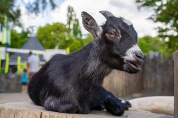Fototapeta premium Close up portrait of surprised goat. Concepts of beauty domestic animals. Expressive, original look of goat. Natural lights