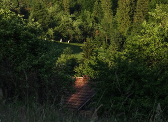 bridge in the forest