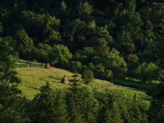 landscape with trees and hills