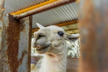 Closeup shot of a white llama with a cute snout in a farm in daylight © Nicolás Díaz/Wirestock Creators