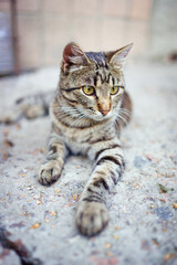 The cat is languishing from the heat, lying on the ground. Striped domestic cat