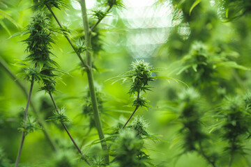 Naklejka premium cannabis leaf are growth in a hemp agriculture plant farm, nature marijuana or sativa ganja weed green herb for using for medical drug in science laboratory background, lab research for medicine oil