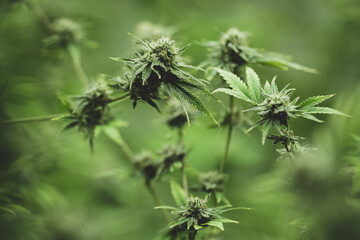 cannabis leaf are growth in a hemp agriculture plant farm, nature marijuana or sativa ganja weed...