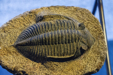 trilobite,Dinosauria, museo de los dinosaurios, sala de la evolucion, Esperaza.departamento del Aude, Languedoc-Roussillon, pirineos orientales,Francia, europa