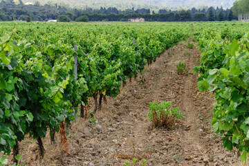 Fototapeta na wymiar campo de vides (Vignoble du Languedoc-Rousillon) , pirineos orientales,Francia, europa