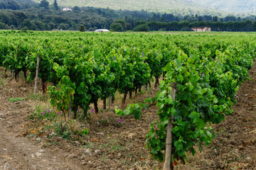 Fototapeta na wymiar campo de vides (Vignoble du Languedoc-Rousillon) , pirineos orientales,Francia, europa