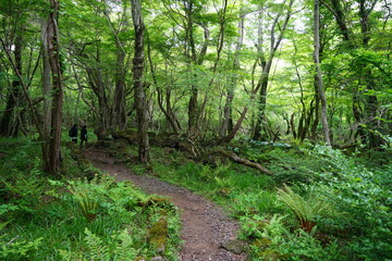 fern and path in spring forest