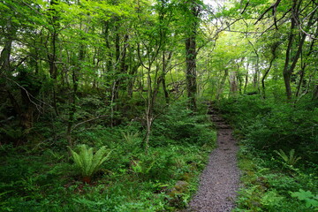 Fototapeta na wymiar fern and path in spring forest