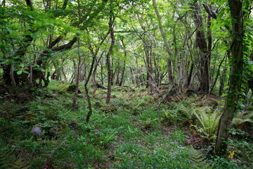 Obraz premium dense wild forest in springtime