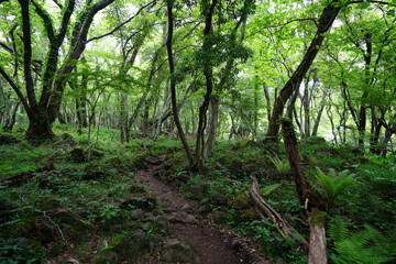 Fototapeta na wymiar path through refreshing forest 