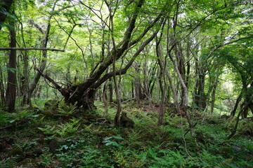 Fototapeta na wymiar old trees in spring forest