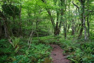 fern and path in spring forest
