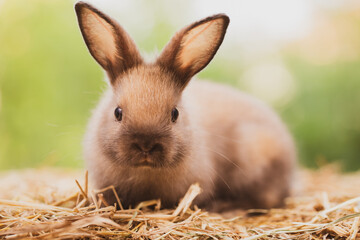 cute rabbit on spring nature outdoor with meadow grass in farm, wildlife pet animal in summer easter concept, mammal garden and bunny rodent having fluffy and hare, having long ear and brown fur