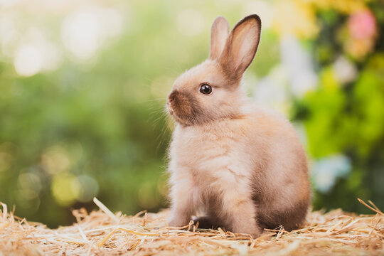 cute rabbit on spring nature outdoor with meadow grass in farm, wildlife pet animal in summer easter concept, mammal garden and bunny rodent having fluffy and hare, having long ear and brown fur
