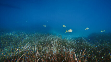 Fototapeta na wymiar Small blue fish in the Italian seabed