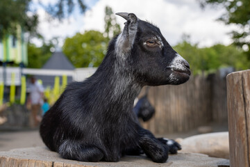 Fototapeta premium Close up portrait of surprised goat. Concepts of beauty domestic animals. Expressive, original look of goat. Natural lights