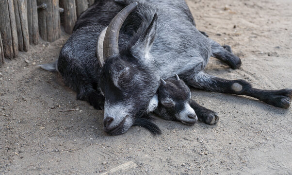 Ramsnase Bilder Durchsuchen 383 Archivfotos, und