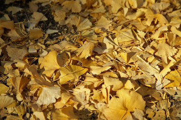 autumn leaves on the ground