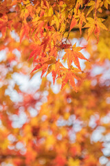紅葉