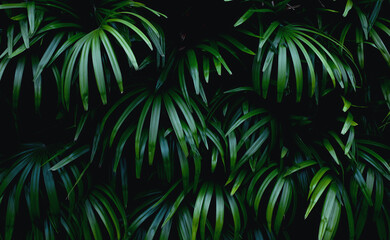 Naklejka na ściany i meble Green leaves background with dark tones. Green leaf texture nature background. tropical leaf concept