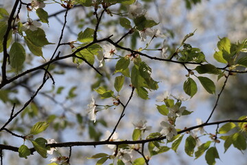 Korean hill cherry blossoms in full bloom