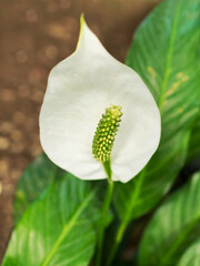 White flower of Spathiphyllum or spath. Blooming Peace lily. Flowering plant grows in greenhouse or home.