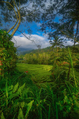tiered rice field