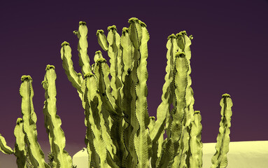 Säulenkaktus Familie Cactaceae 