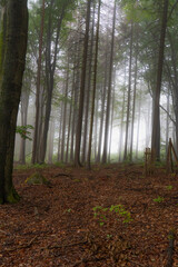 Der Wald nach dem Regen