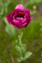 Obraz premium Burgundy lush tulip. Pink tulips in a flower bed. Double Flowering Tulips. Nightwatch Tulip Double Late Midnight Magic. Flowerbed in the garden. Beautiful spring flowers. Floral background. Gardening