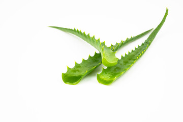 Leaves of aloe vera, isolated on a white background.