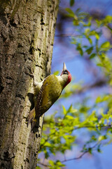 Green woodpecker on a tree trunk. Picus viridis.