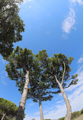 tall maritime pines typical of South European Mediterranean vegetation and sky