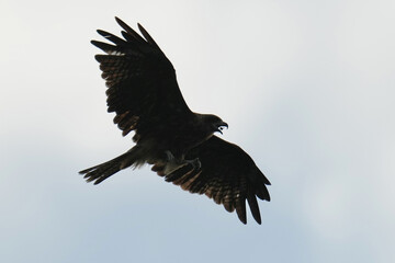 back kite hunts a insect