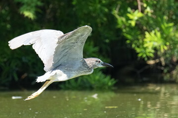 back crowned night heron in a forest