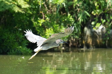 back crowned night heron in a forest