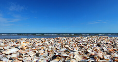 shells of all kinds the seashore without people
