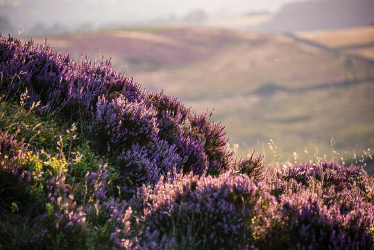 Stunning late Summer landscape image looking through heather into countryside beyond using shallow depth of field technique