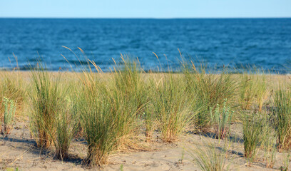grass bushes that arise from the sandy dune and the sea i