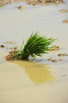 Rice peddy from the rice field