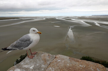 seagull that looks like lookout and the sea at low tide seen from the abbey of Mont-Saint-Michel in...