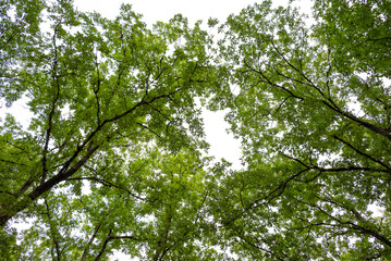 crowns of trees against the sky