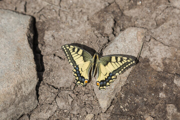 Papilio machaon gorganus, the Old World swallowtail, is a yellow butterfly of the family Papilionidae