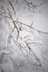 tree branch under a cap of white snow on a blurred natural background