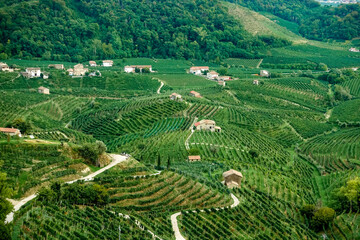 Fototapeta na wymiar Aerial view over Valdobbiadene UNESCO world heritage valley of rows of grape vines of a vineyard with ripe grapes 