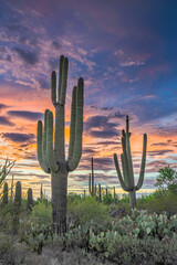 Sunset in the Saguaro National Park with Cacti in the foreground, Saguaro West, colourful evening sky in the Sonora Desert