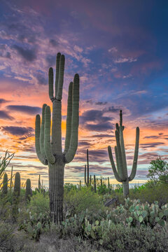 Sunset in the Saguaro National Park with Cacti in the foreground, Saguaro West, colourful evening sky in the Sonora Desert