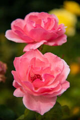 garden rose