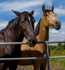 two beautiful horses in the pasture