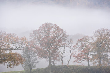 Beautiful Autumn landscape image of River Brathay in Lake District lookng towards Langdale Pikes with fog across river and vibrant woodlands